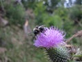 A bumblebee is lapping its tongue on a milk thistle