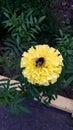 Bumblebee on a large yellow flower. Marigold. Royalty Free Stock Photo