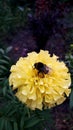 Bumblebee on a large yellow flower. Marigold. Royalty Free Stock Photo