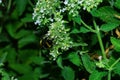 Bumblebee Latin: Bombus on flowers medicinal herb Lemon mint or Bergamot mint Latin: Mentha citrata, close up. Precise