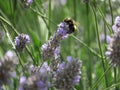 Bumblebee on a lavendar