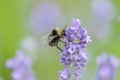 bumblebee on lavender branch