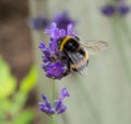 Bumblebee on Lavender