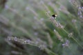 Bumblebee on a lavender flower, in the lavender garden Royalty Free Stock Photo
