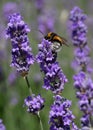 Bumblebee on a lavender flower, in the middle of the afternoon