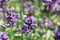 Bumblebee on lavender flower. Slovakia Royalty Free Stock Photo