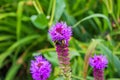Bumblebee on Liatris pollinates a flower. Bumblebee closeup. Royalty Free Stock Photo