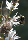 Bumblebee licking pollen on a flower vertical Royalty Free Stock Photo