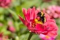 A bumblebee licking pollen off its legs with its proboscis on a Royalty Free Stock Photo