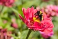 A bumblebee licking pollen off its legs on a zinnia Royalty Free Stock Photo