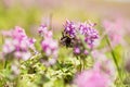 Bumblebee on Lilac wild flowers