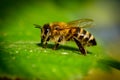 Bumblebee in Linden Flowers