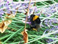 A Bumblebee in search of Nectar