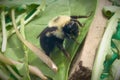 Bees macro closeup green leaf pollination environment