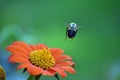 Bumblebee on Mexican Sunflower Royalty Free Stock Photo