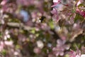 Bumblebee near a pink Apple blossom