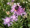 Bumblebee occupying the cornflower