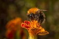 Bumblebee on an orange flower