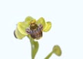 Bumblebee Orchid, Crete Royalty Free Stock Photo