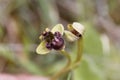Bumblebee orchid, Ophrys bombyliflora Royalty Free Stock Photo