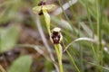 Bumblebee orchid, Ophrys bombyliflora Royalty Free Stock Photo