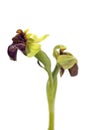 Bumblebee Orchid - Ophrys bombyliflora Royalty Free Stock Photo