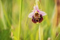 Bumblebee Orchid Royalty Free Stock Photo