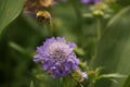 A bumblebee over a purple flower Royalty Free Stock Photo