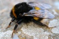 Bumblebee On The Path In The Garden Royalty Free Stock Photo