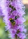 Bumblebee perched on a prairie blazing star flower getting nectar. Purple liatris plant in the garden meadow, close up.