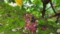 Bumblebee perches on a starfruit tree flower