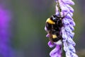 Bumblebee in a perplex ere flower