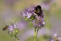 Bumblebee and phacelia flower Royalty Free Stock Photo