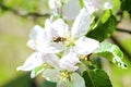 Bumblebee picking nectar on white flower of apple, cherry, apricot tree in green garden.macro nature landscape in summer, spring Royalty Free Stock Photo