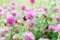 Bumblebee on the pink clover flower. Selective focus Royalty Free Stock Photo