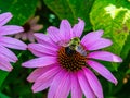 Bumblebee on pink coneflower, echinacea,