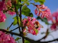 Bumblebee on a pink currant flower - Ribes sanguineum, selective focus Royalty Free Stock Photo