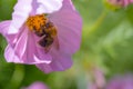 Bumblebee Royalty Free Stock Photo