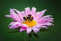 Bumblebee On A Pink Flower