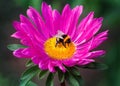 Bumblebee on a pink flower Royalty Free Stock Photo