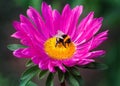 Bumblebee on a pink flower