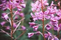 Bumblebee on a pink flower with green background Royalty Free Stock Photo