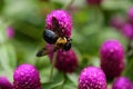 Bumblebee on pink flower in with green background Royalty Free Stock Photo