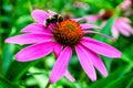 Bumblebee, pink flower and green grass.