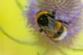 A bumblebee on a pink flower.Insect on flower