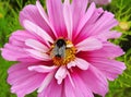 Bumblebee on pink flower , Lithuania Royalty Free Stock Photo