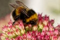 Bumblebee on pink flower. Royalty Free Stock Photo