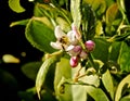 Bumblebee pink flower Royalty Free Stock Photo