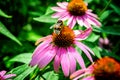 Bumblebee and pink flowers Echinacea on a background of green leaves.