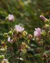 Bumblebee, pink flowers, landscape